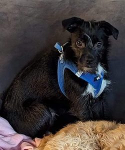 Family dog still missing after Cheat Lake accident